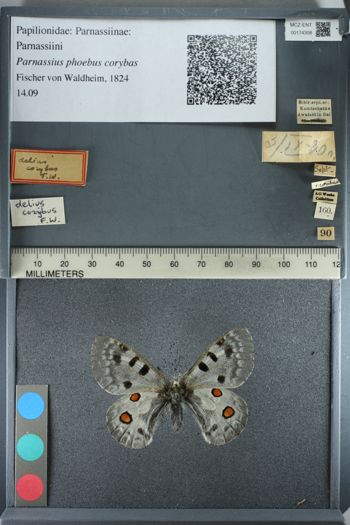 Media type: image;   Entomology 174308